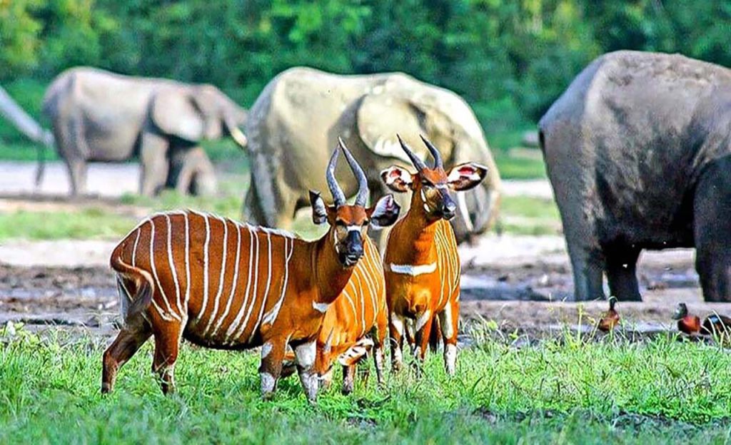 Bénoué National Park