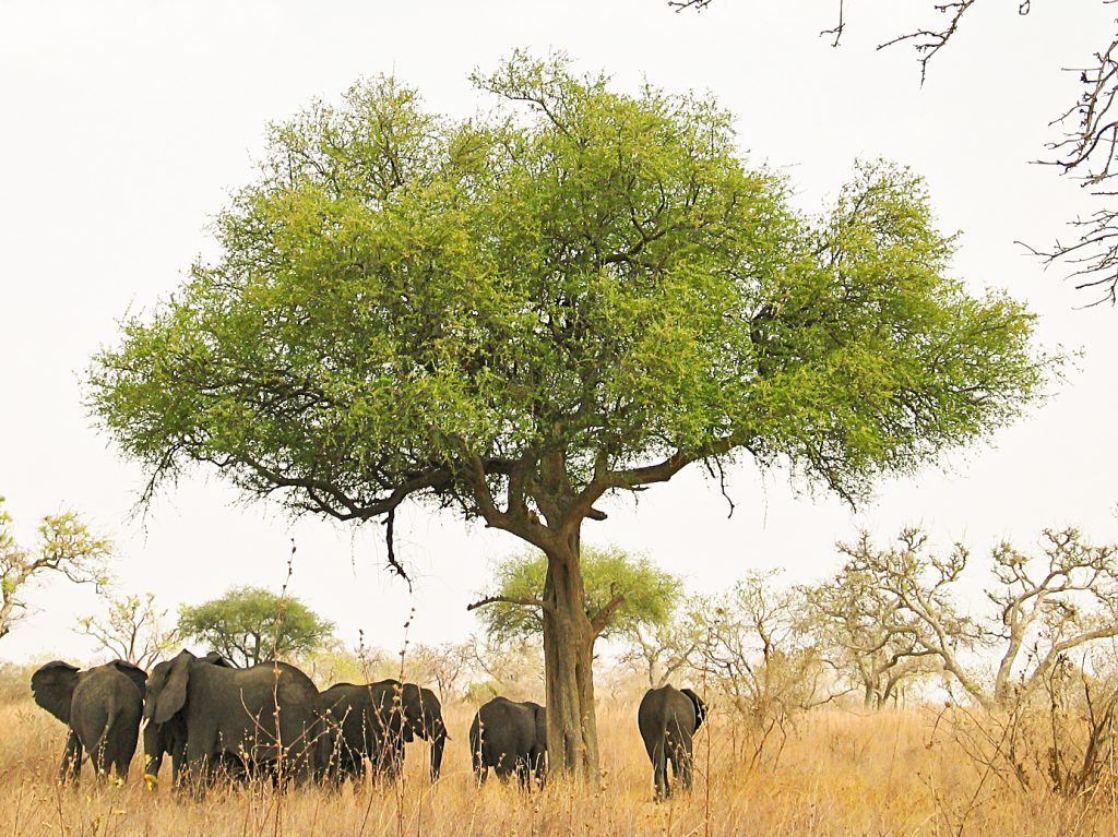 Waza National Park